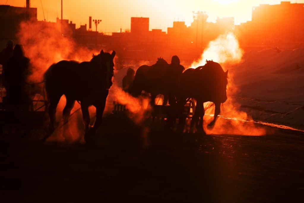 【オーシャンS予想2018】有力馬の取捨は？4頭の有力馬を考察