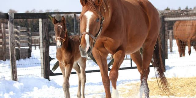 メジャーエンブレム、初仔を無事に出産！父はルーラーシップ