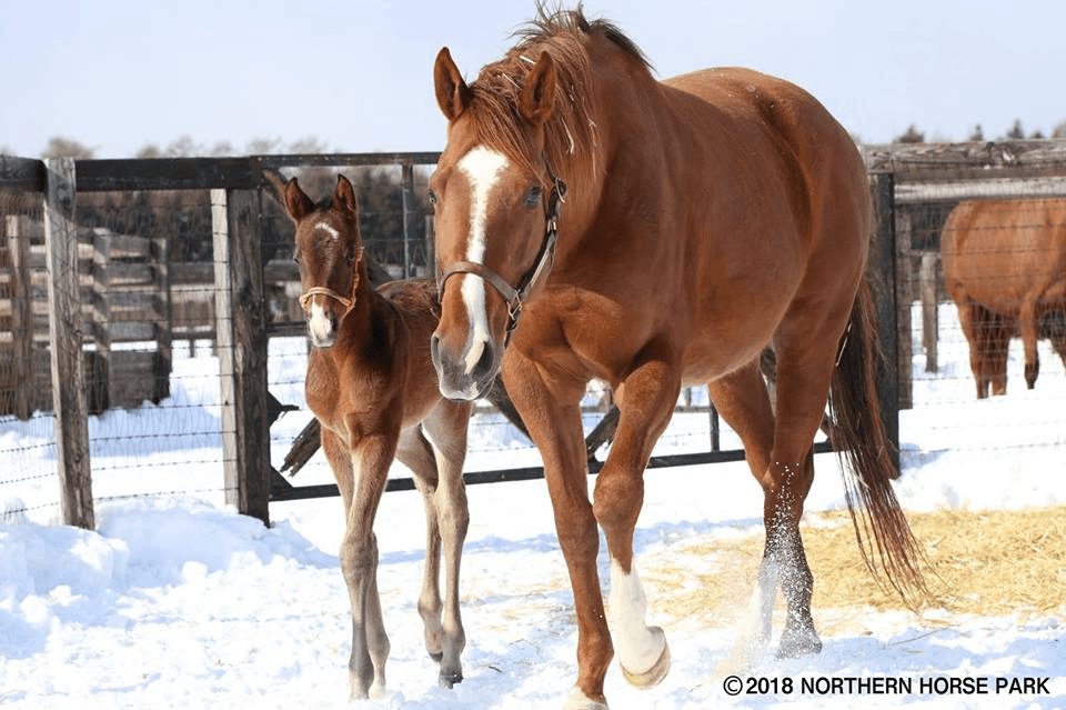 メジャーエンブレム、初仔を無事に出産！父はルーラーシップ