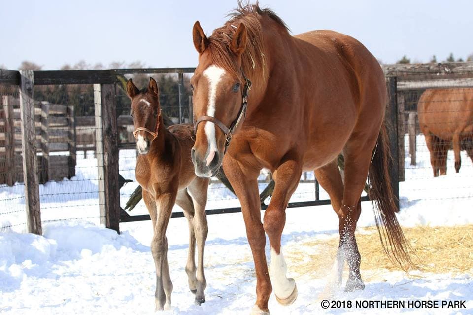 メジャーエンブレム、初仔を無事に出産！父はルーラーシップ