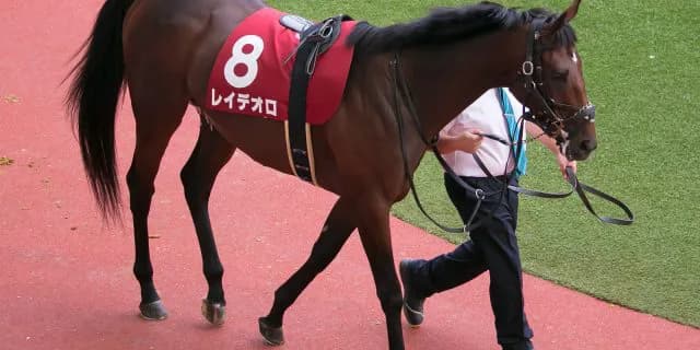 藤沢調教師、レイデオロ以外も海外遠征を計画中