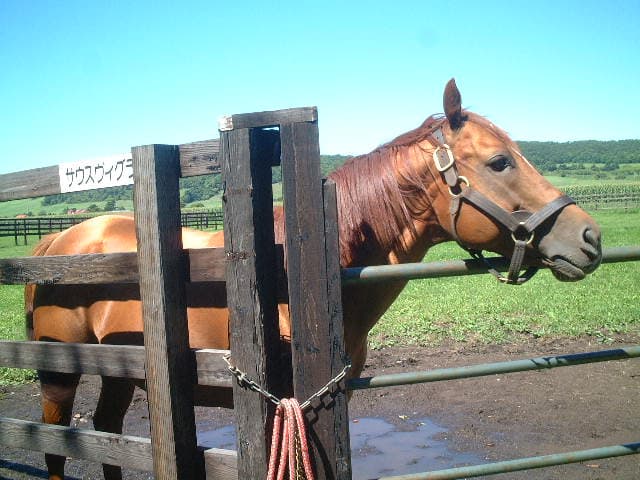 サウスヴィグラスがいなくなった影響は非常に大きいだろう