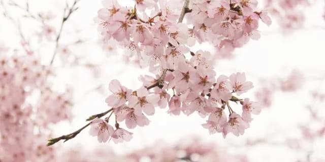 【桜花賞予想2018】ラッキーライラック1強ムード、難解なのは相手選び