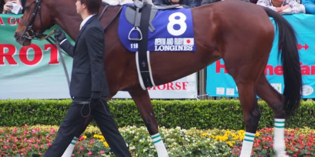 デニムアンドルビー引退、繁殖馬に