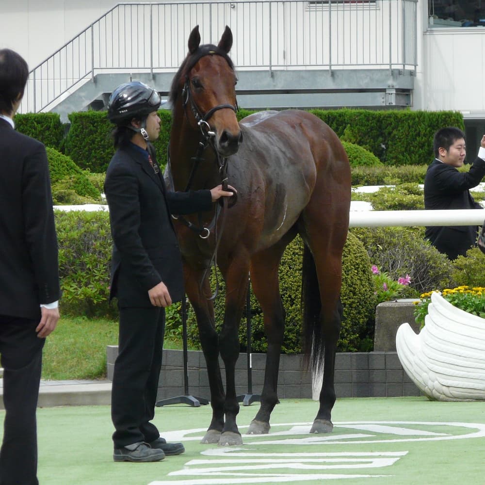 波乱傾向の葵ステークス、格上げ元年は“見”が正解？