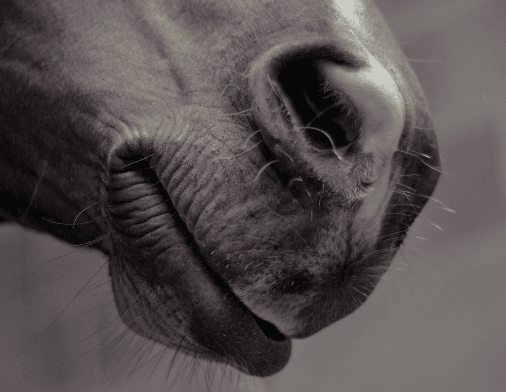 ヨシオ、東京大賞典へ選定