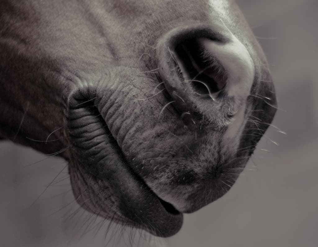 ヨシオ、東京大賞典へ選定