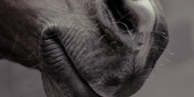 ヨシオ、東京大賞典へ選定