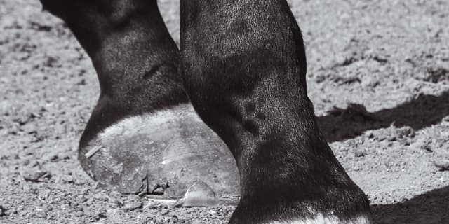 リリーノーブル、骨折判明も症状は軽度。予定通り秋復帰目指す