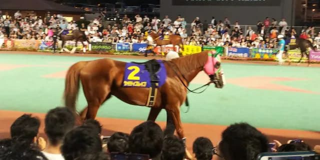 【川崎記念2020予想】前走大敗のケイティブレイブ、条件好転で巻き返し可能