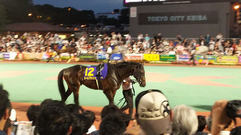 オールブラッシュ引退、無事に種牡馬へ