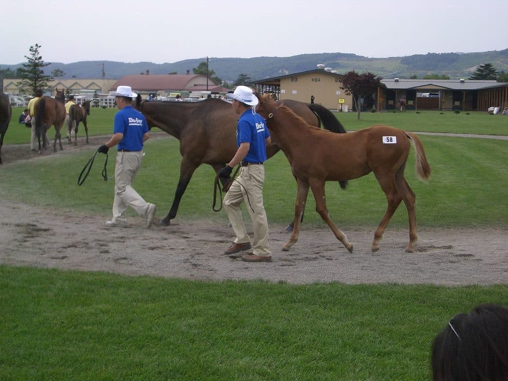 セレクトセール2018、総売上は179億！落札総額は新記録達成