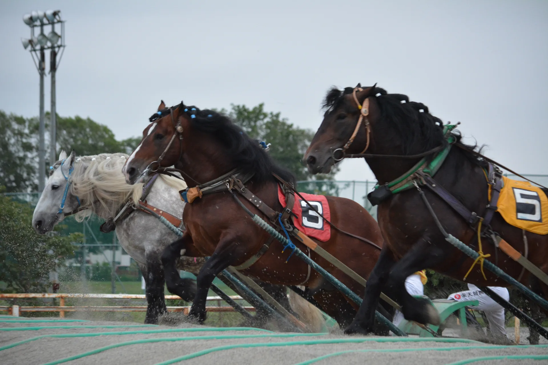 【ばんえい競馬】騎手が馬の顔を2度蹴り飛ばす、SNSで拡散され物議