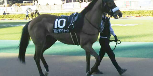 【クイーンS予想2018】フロンテアクイーンの洋芝・夏適性を血統データで分析！