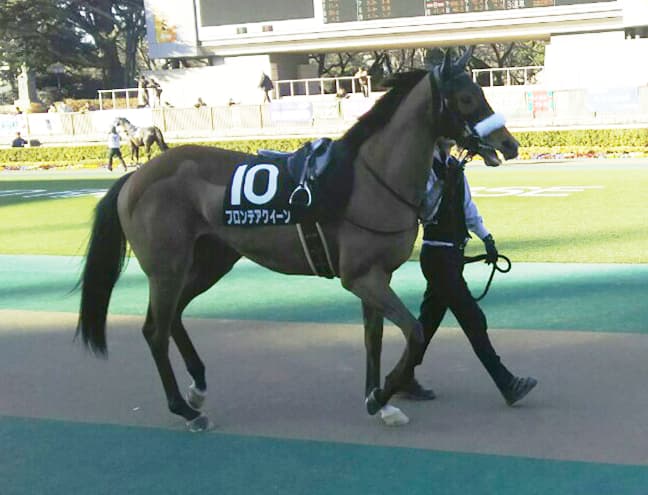 【クイーンS予想2018】フロンテアクイーンの洋芝・夏適性を血統データで分析！