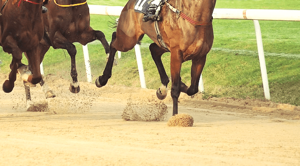 【フェブラリーS予想2019】逃げるのはどの馬？決め打ち馬券で勝負