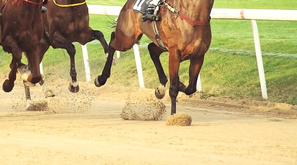 【フェブラリーS予想2019】逃げるのはどの馬？決め打ち馬券で勝負