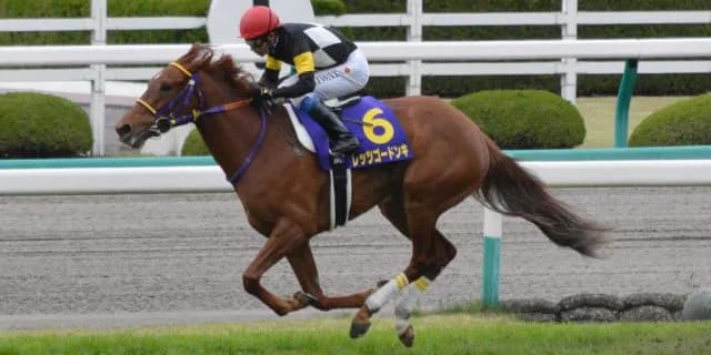 【キーンランドカップ2018予想】条件好転のレッツゴードンキに期待！