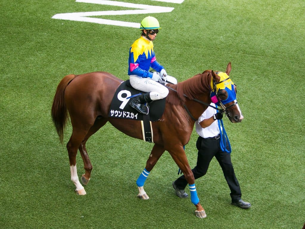 乗馬の予定が一転、種牡馬入りのサウンドスカイ