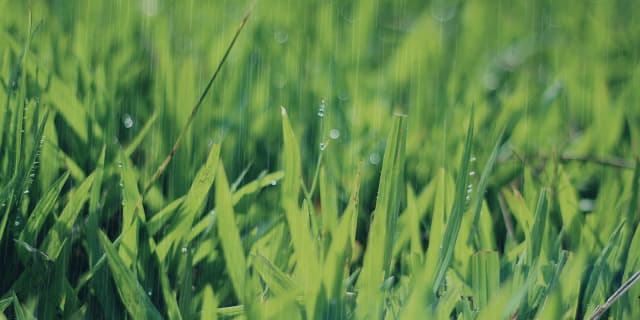 雨で外差し馬場に？JRA皐月賞（2020）当日の馬場は？馬場傾向を距離別データで分析・予想