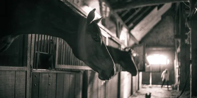 【プロキオンS予想2025】装い新たにした東海S、注目は豪華2頭出しの2厩舎か？