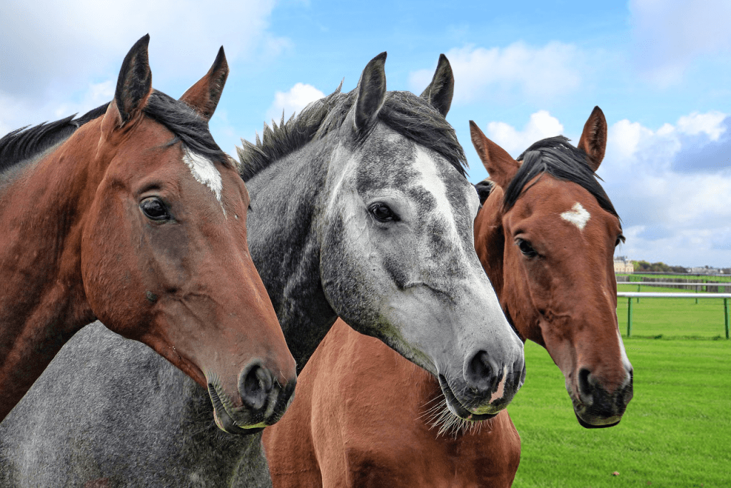 【東京スポーツ杯2歳S予想2018】上位人気が堅実な一戦、注目の有力馬3頭を考察