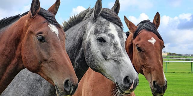 【オールカマー予想2018】中心は4歳世代！注目の3頭を考察