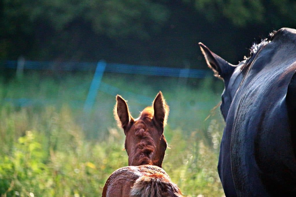 伝説的名牝から自身を超えるような馬が生まれるか？