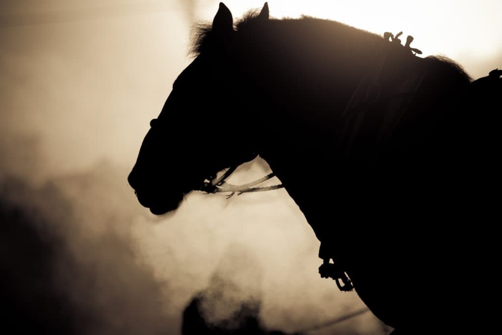 【菊花賞2018予想】絶対王者不在の牡馬路線は古馬相手に完勝の穴馬が狙い目！？