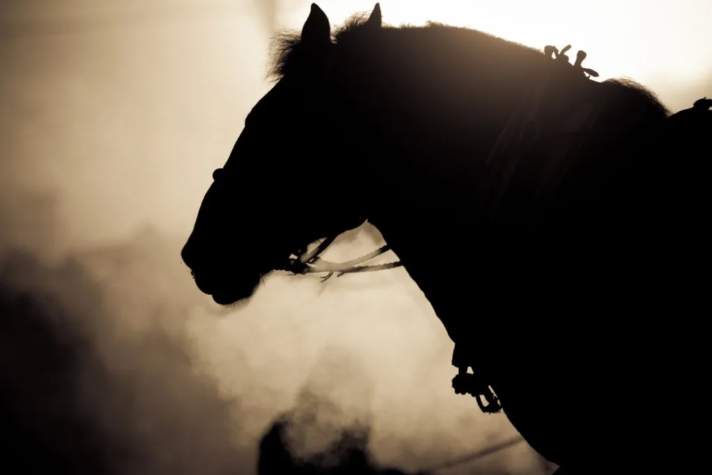 【桜花賞2019予想】アクアミラビリス、ディープインパクト産駒の牙城崩せるか