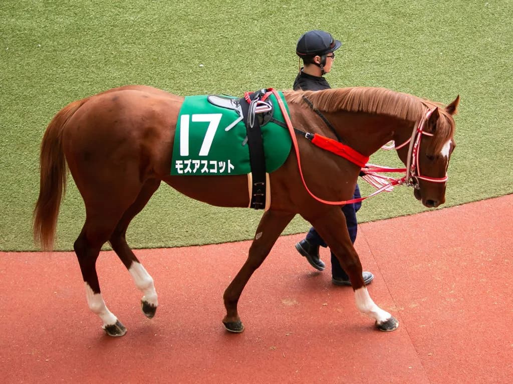 貴重な血統を持つモズアスコット、アルバートが種牡馬入り