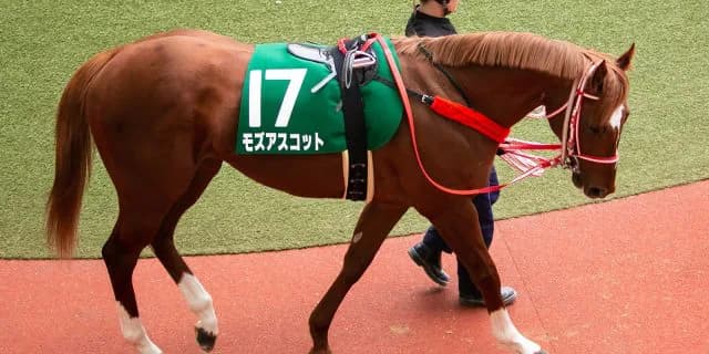 貴重な血統を持つモズアスコット、アルバートが種牡馬入り