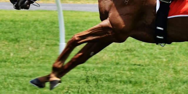 【函館スプリントS予想2019】ライトオンキュー、安定した先行力で穴あけるか？