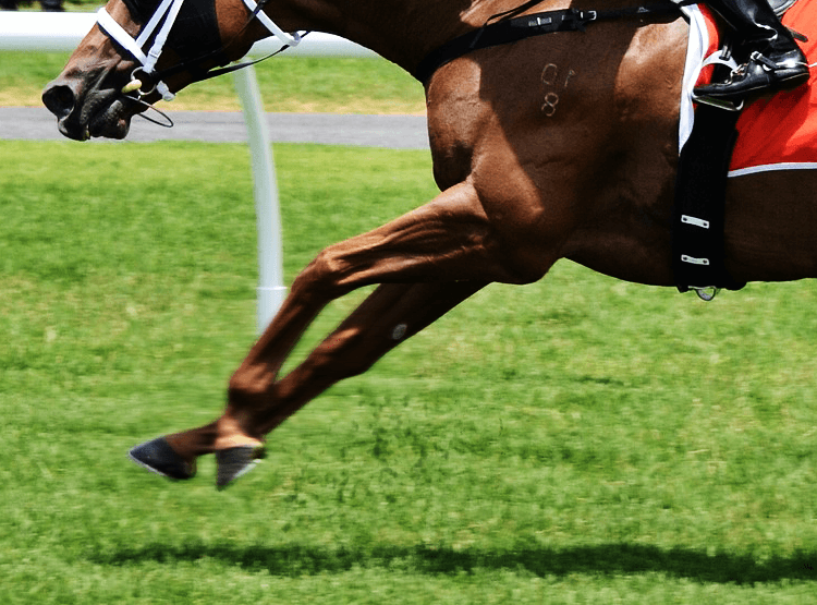 【スプリングS予想2019】ディキシーナイト、2Fの距離延長も問題なしか