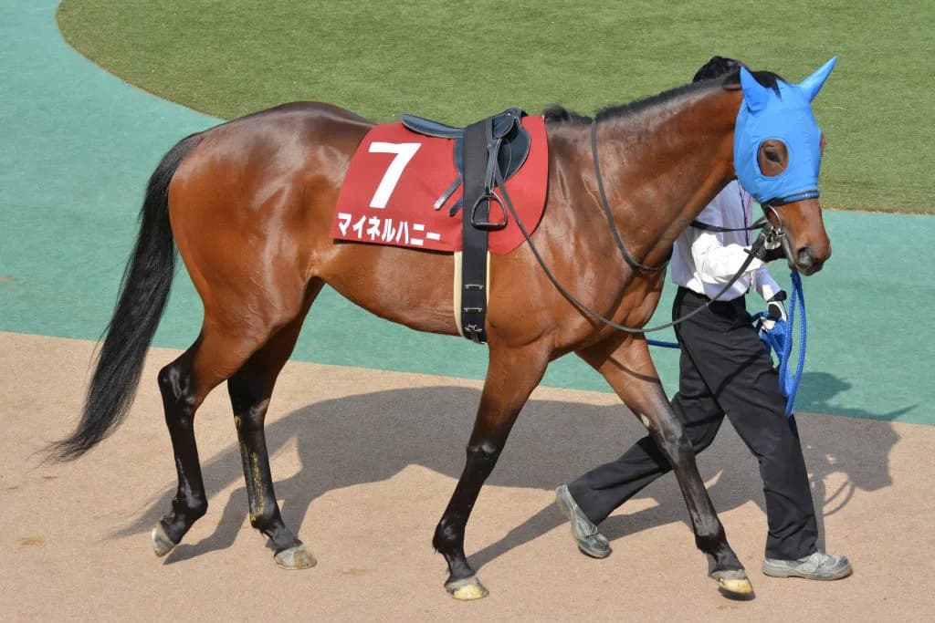 【福島記念2018予想】先行力が侮れない穴馬、マイネルハニー