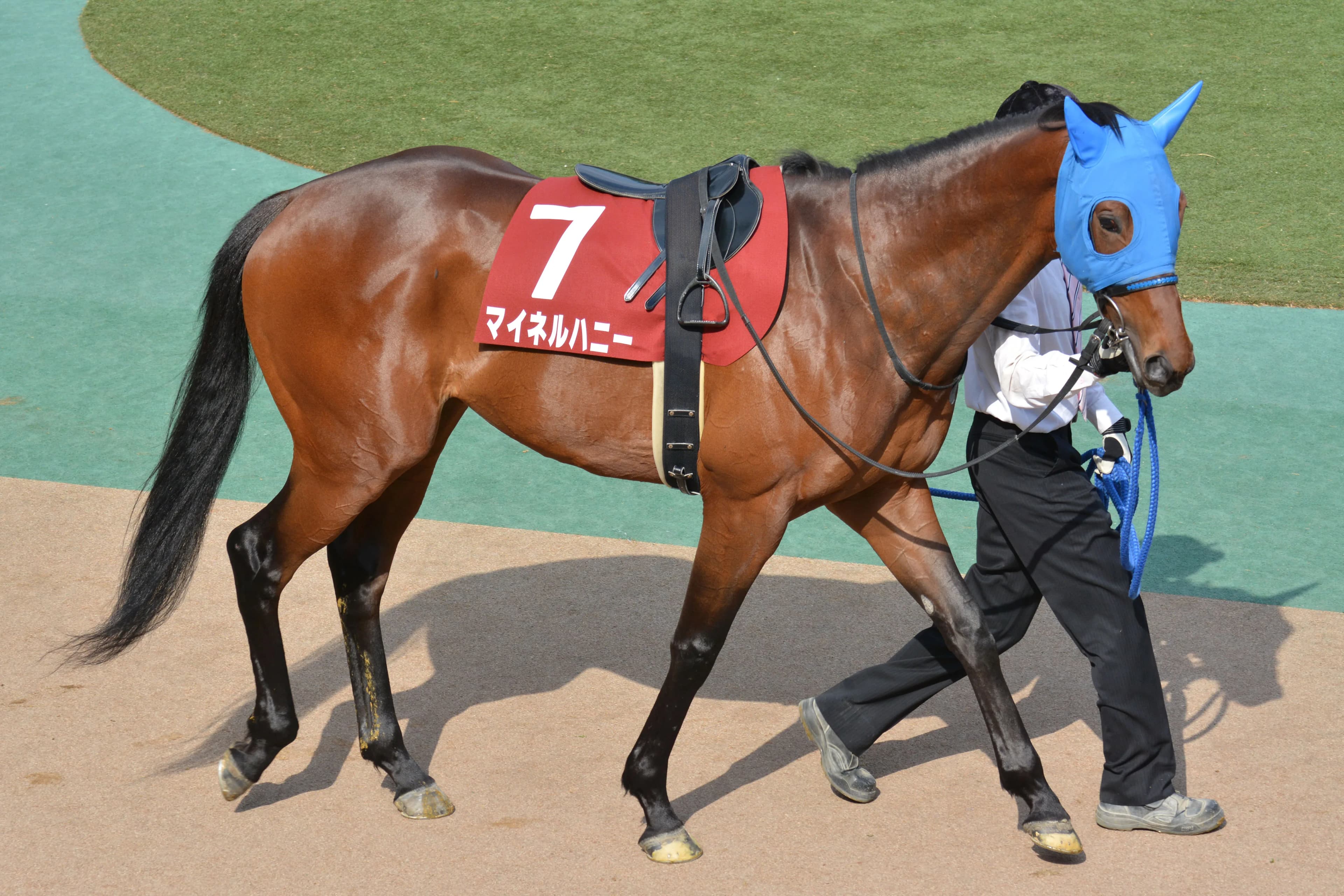 【福島記念2018予想】先行力が侮れない穴馬、マイネルハニー