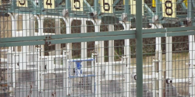 【JRAホープフルS2024】クロワデュノールやマジックサンズなど19頭が登録