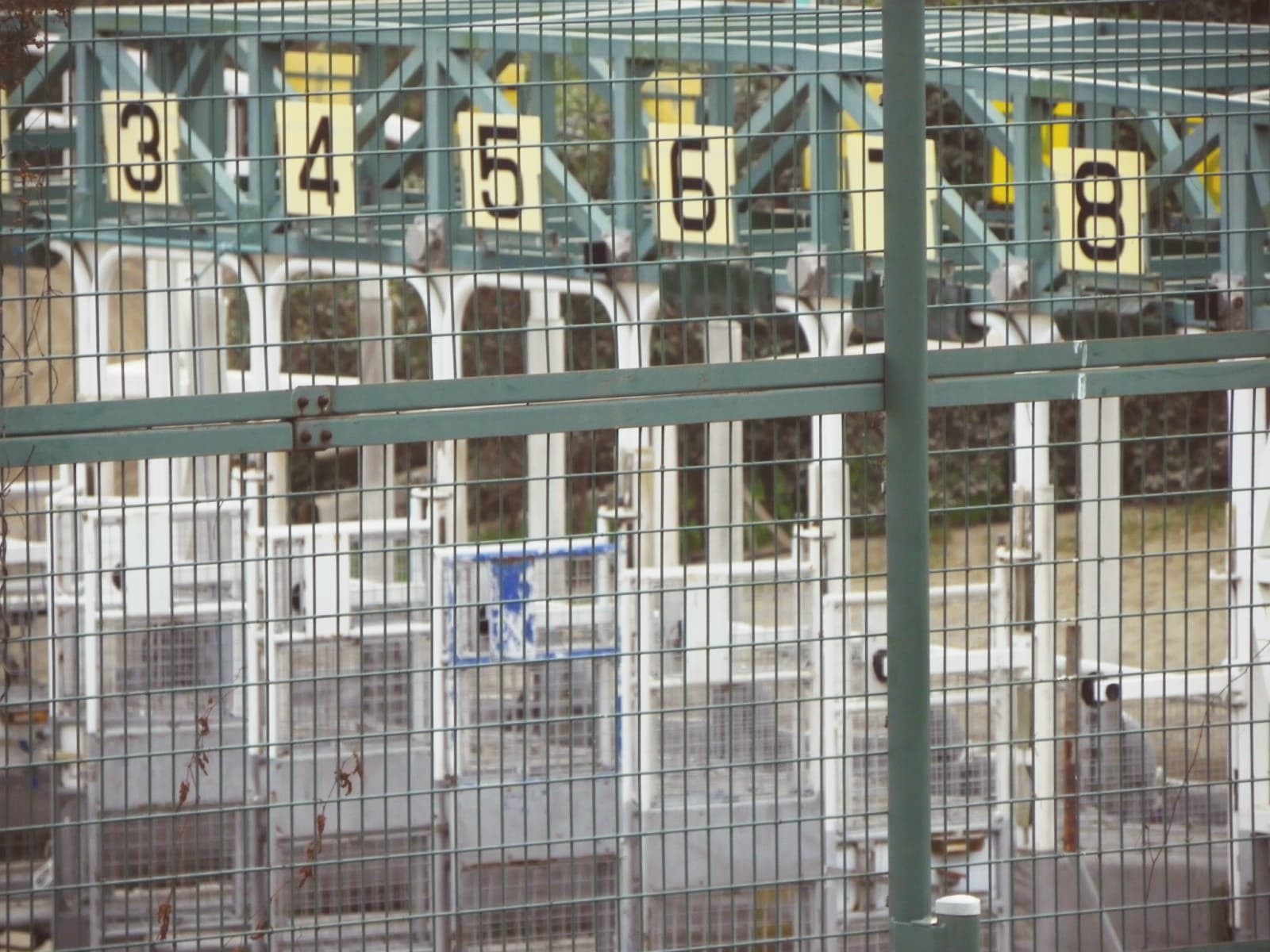 【チャンピオンズC2024】登録していた外国馬6頭全頭が出走辞退