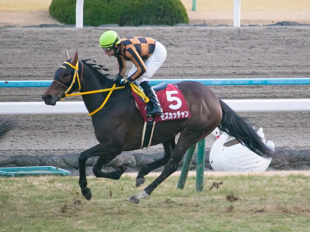 【有馬記念2018予想】牝馬筆頭モズカッチャン、距離・コースは問題ない