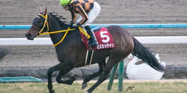 【有馬記念2018予想】牝馬筆頭モズカッチャン、距離・コースは問題ない
