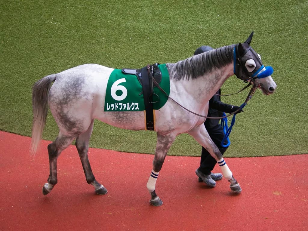 レッドファルクス引退、種牡馬へ