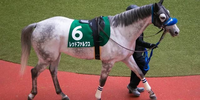 レッドファルクス引退、種牡馬へ