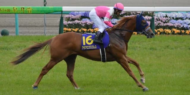 芝・ダート兼用期待で200頭以上の繁殖牝馬を集めたアジアエクスプレス