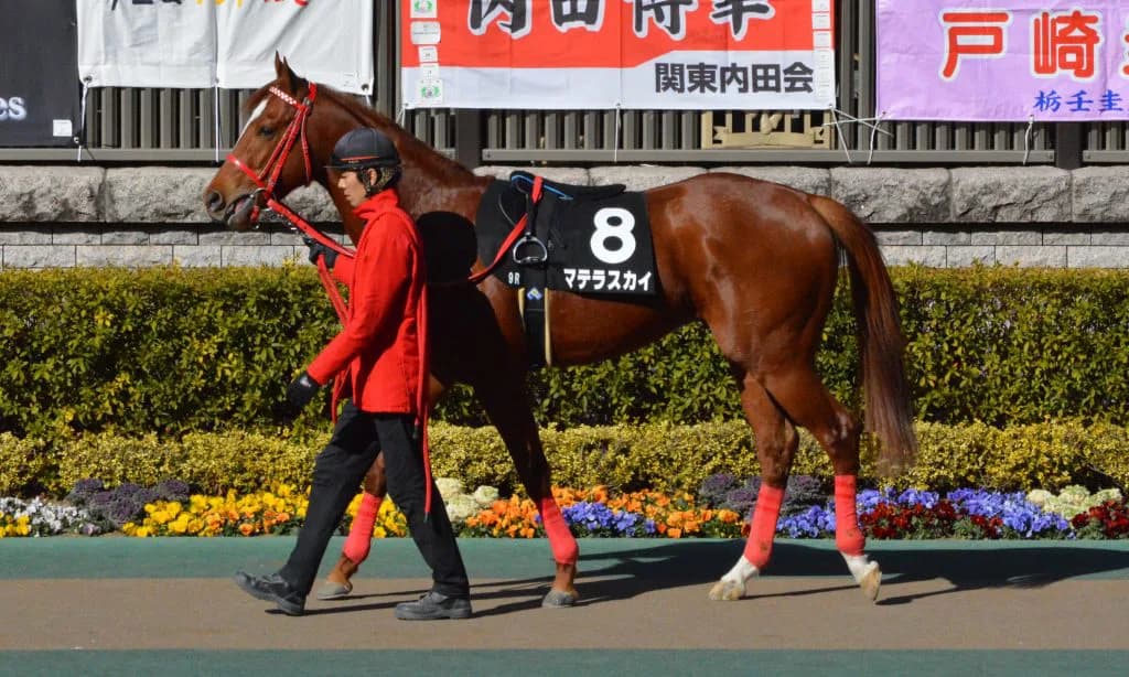 【ドバイゴールデンシャヒーン2019予想】マテラスカイ、前走惨敗もドバイなら望みあり？