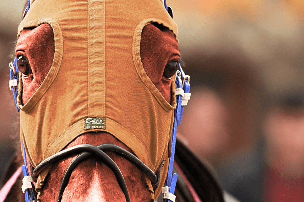 【きさらぎ賞2019予想】先行力が侮れない穴馬、タガノディアマンテ