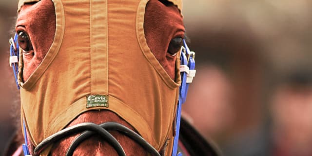 【きさらぎ賞2019予想】先行力が侮れない穴馬、タガノディアマンテ