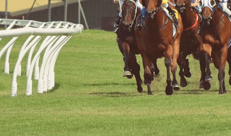 【阪急杯2019予想】阪神カップ組で決まりか？ダイアナヘイローやミスターメロディなど、出走予定馬を考察