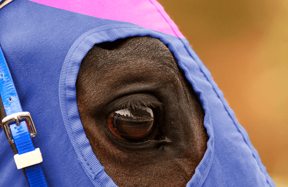 【チューリップ賞2019予想】メイショウショウブ、粘り強さ武器に桜花賞の切符獲得へ！