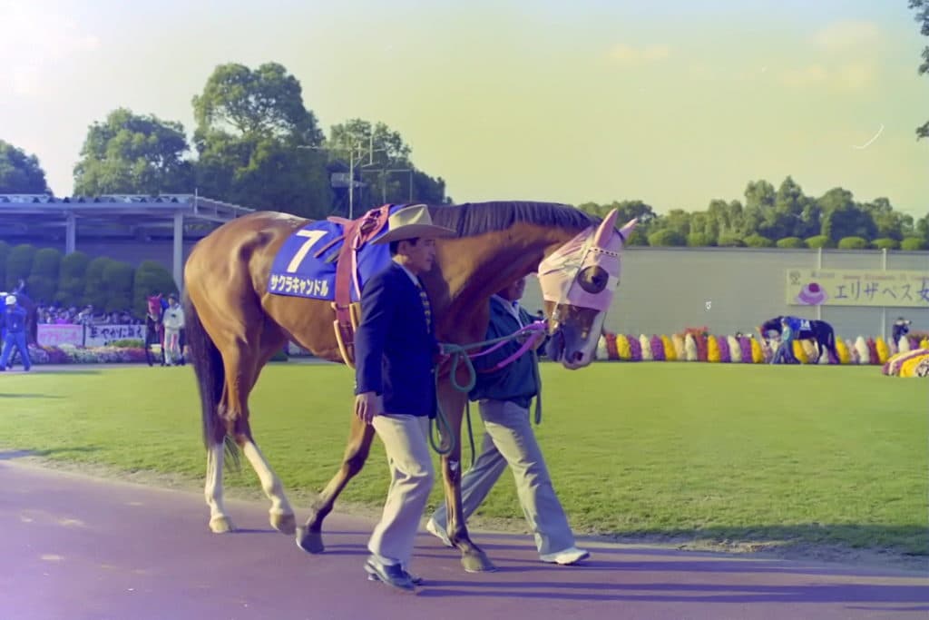サクラキャンドル、亡くなる