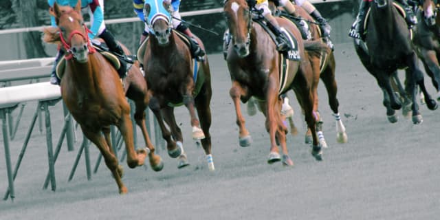 【京阪杯2019予想】京都競馬のラスト！モズスーパーフレアやアウィルアウェイなど出走予定馬を考察
